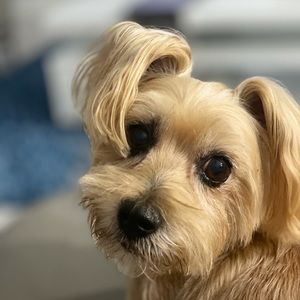 Meet your Posher, Maylin